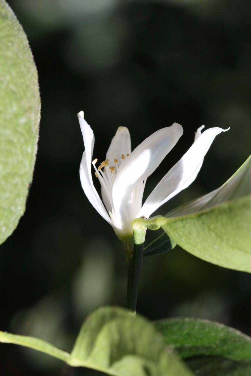              Flower (Riverside, CA)       